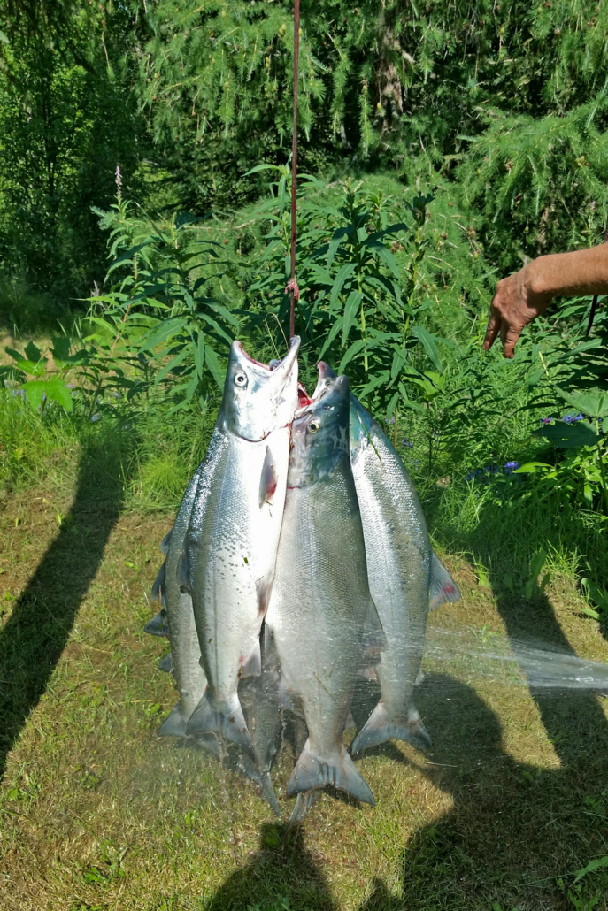 Fish Processing Oelrich's on the Kenai River